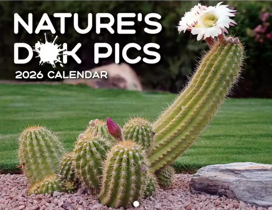 Why Funny Calendars Are the Ultimate Mood Booster for 2025