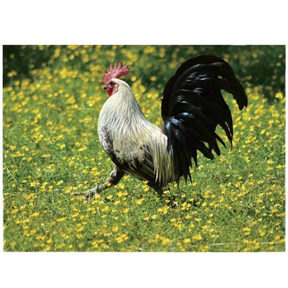 Rooster Calendar 2026 Funny Rooster Monthly Calendar 8x11 Inch Chicken Illustrations Calendar Scheduling 2026 Wall Calendar