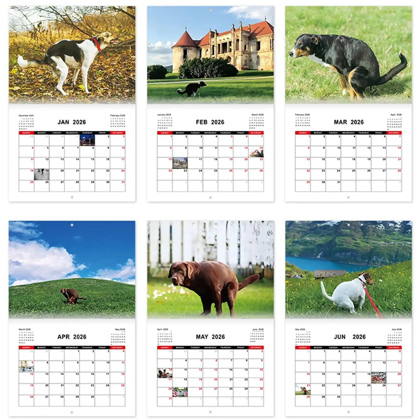 Pooping Dog Calendar 2026 Large Monthly Grid Planning With Important Note Space Funny Gifs For Dogs Lover's Home Decora